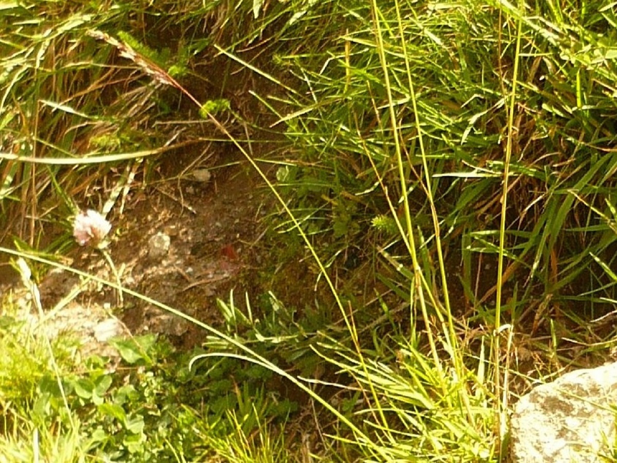 Festuca nigrescens (Poaceae)